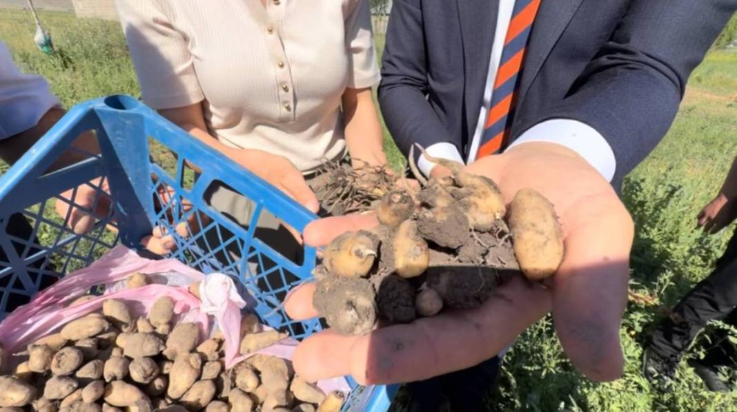 Yüksekova alternatif tarımda rekora koşuyor: Bir yumrudan dört kat ürün çıktı 1